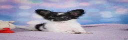 Chihuahua dogs for sale: SKYE - Ad 4