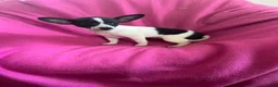 Chihuahua dogs for sale: Chihuahua Girl-Dolly  - Ad 2