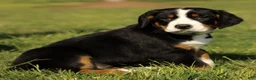 Greater Swiss Mountain Dog dogs for sale: Rosie  - Ad 3