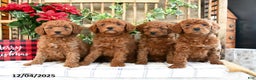 Mini Goldendoodle dogs for sale: Wren  - Ad 5