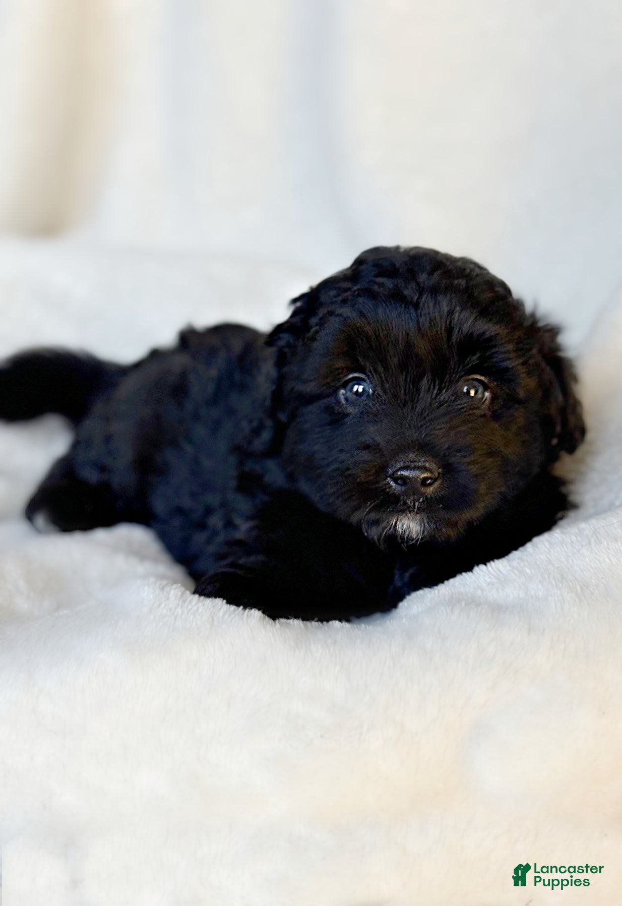 Mini Aussiedoodle dogs Riggs - Ad 11
