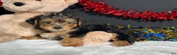 Yorkiepoo dogs for sale: Rosie - Ad 3