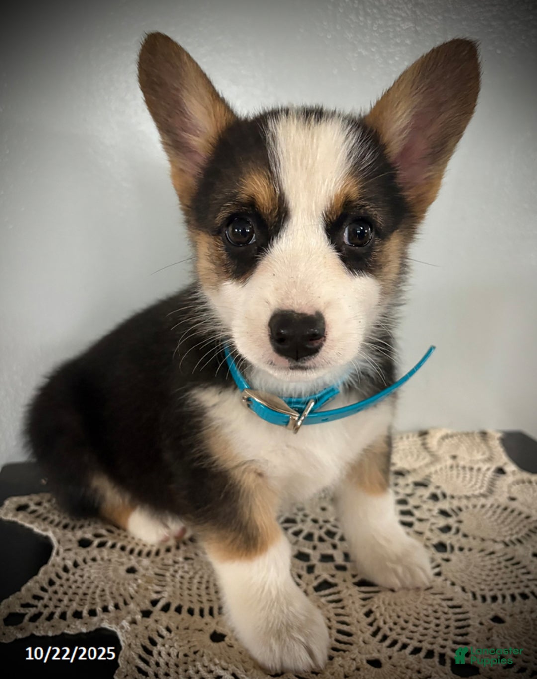 Welsh Corgi Pembroke dogs for sale: Posy - Ad 1