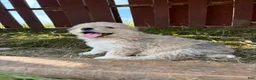 Mixed Breed dogs for sale: Matilda  - Ad 3