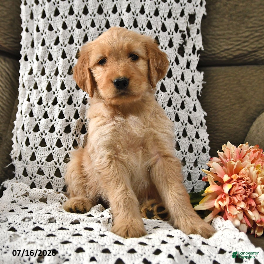 Goldendoodle dogs Lollipop - Ad 2