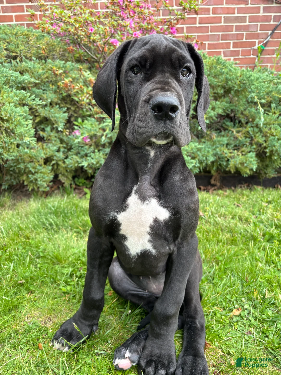 Great Dane dogs for sale: Akoye  - Ad 1