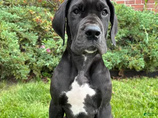 Great Dane dogs for sale: Akoye - Ad 1