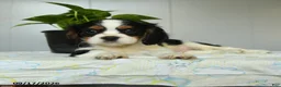 Cavalier King Charles Spaniel dogs for sale: Peter - Ad 2