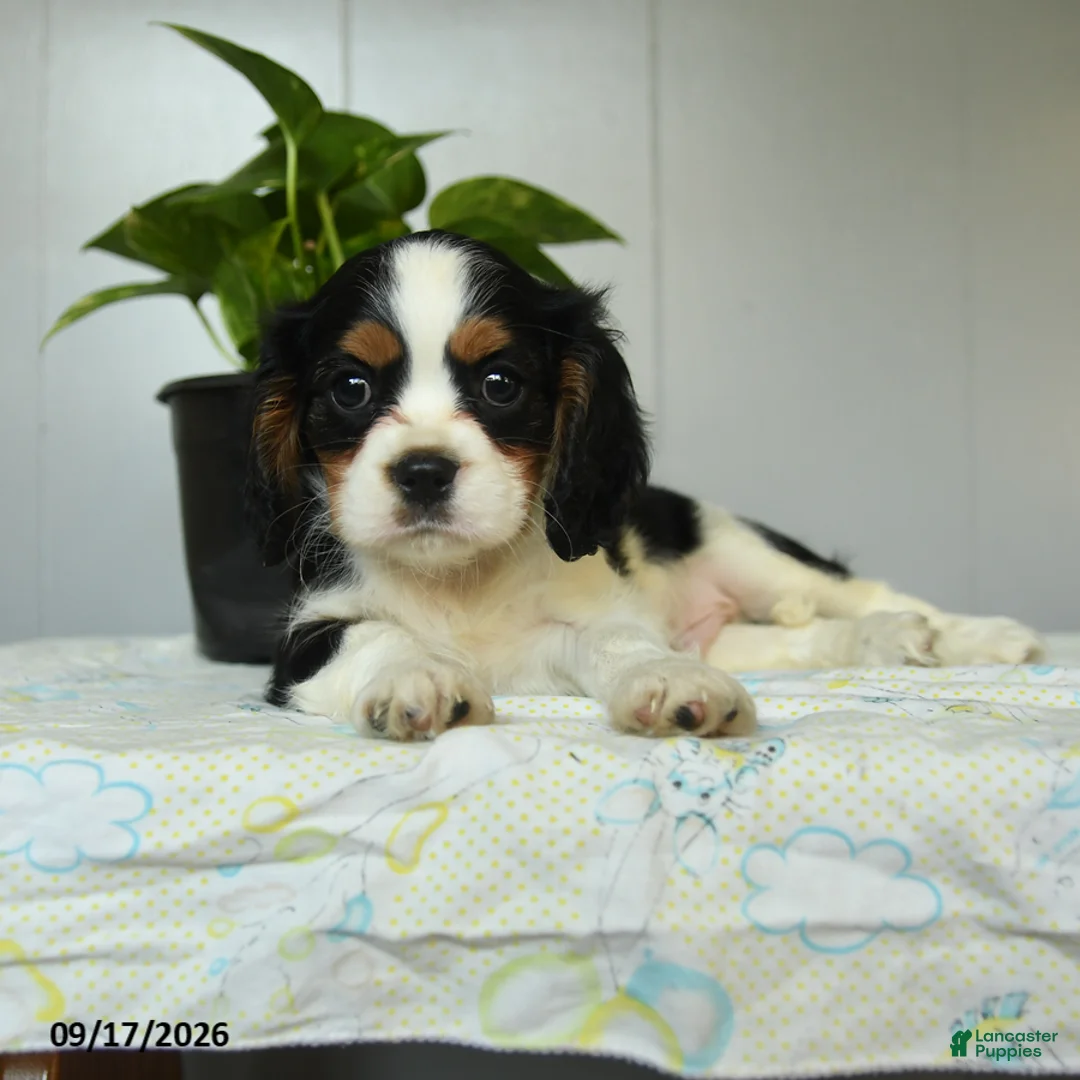 Cavalier King Charles Spaniel dogs for sale: Peter - Ad 2