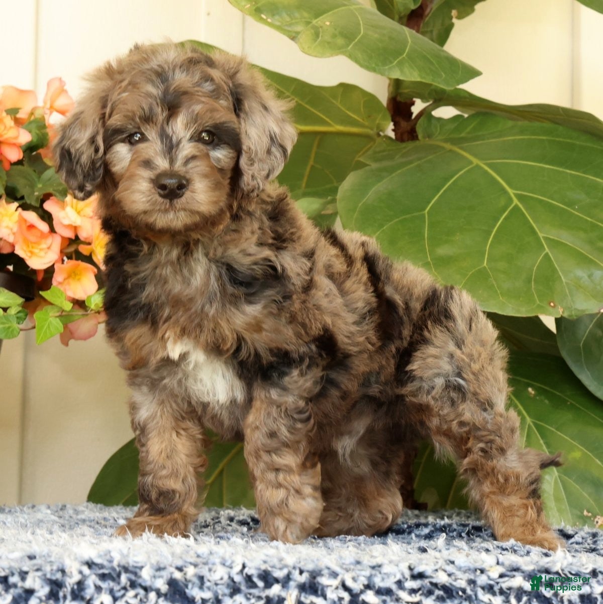 Mini Goldendoodle dogs Cliff - Ad 2