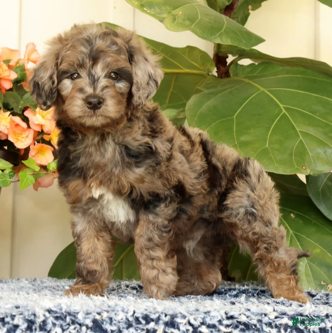 Mini Goldendoodle dogs for sale: Cliff - Ad 2