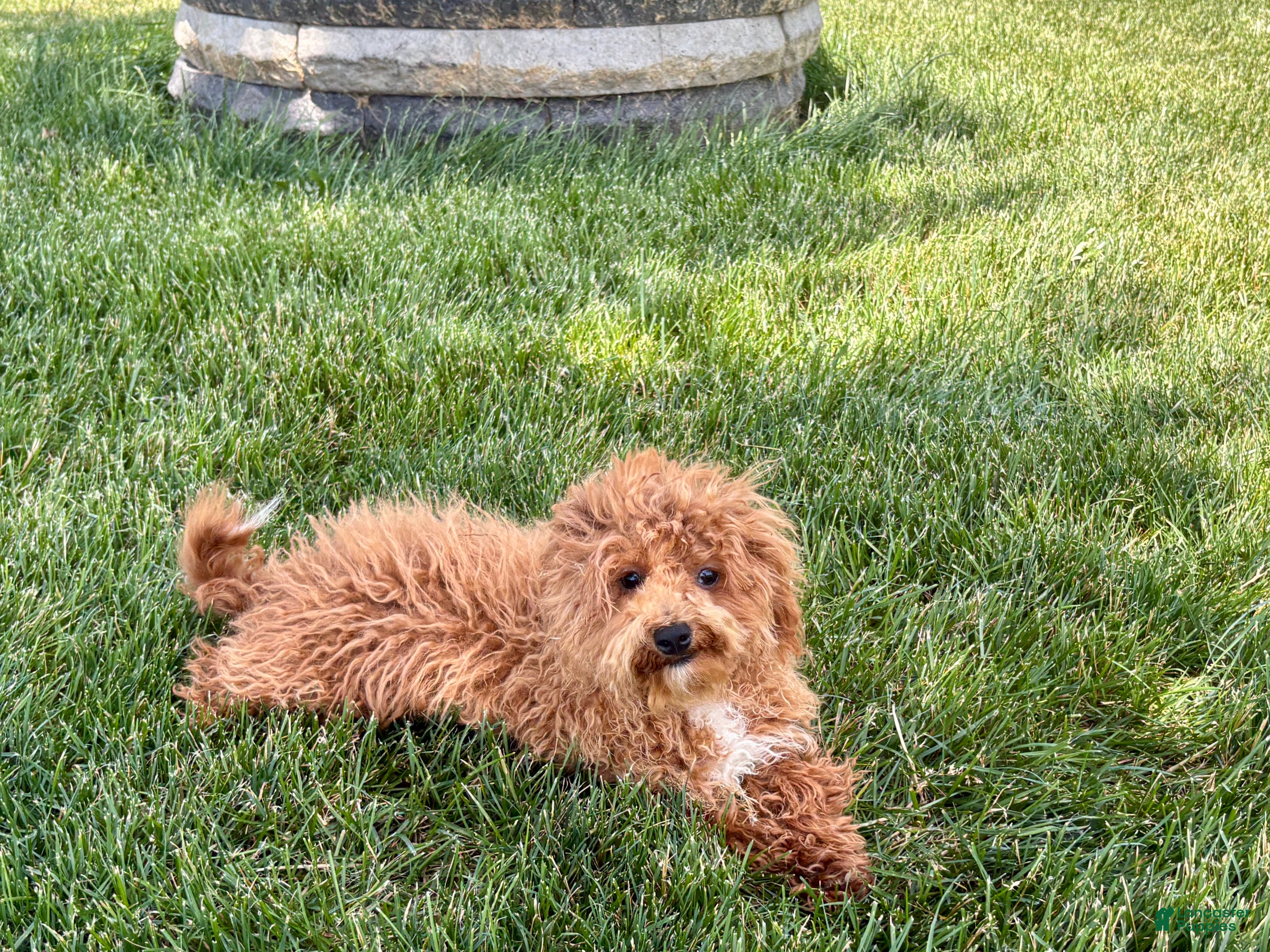 Havapoo dogs Jerry Tiny - Ad 2