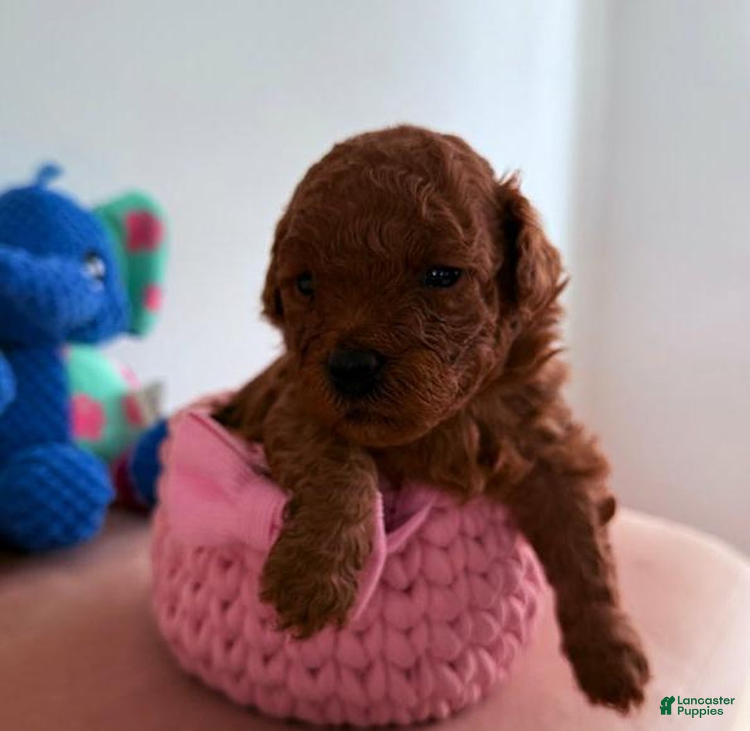 Cavapoo dogs for sale: Jamie - Ad 7