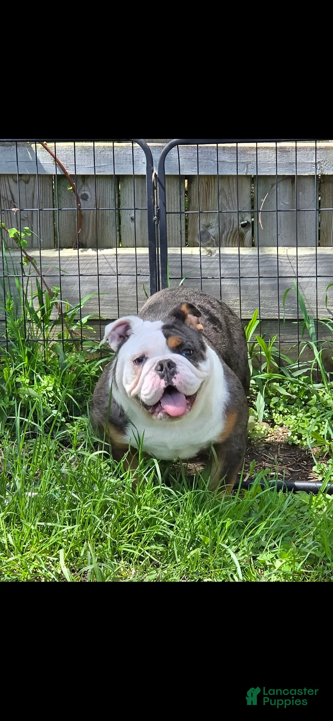 English Bulldog dogs for sale: Roxie - Ad 2