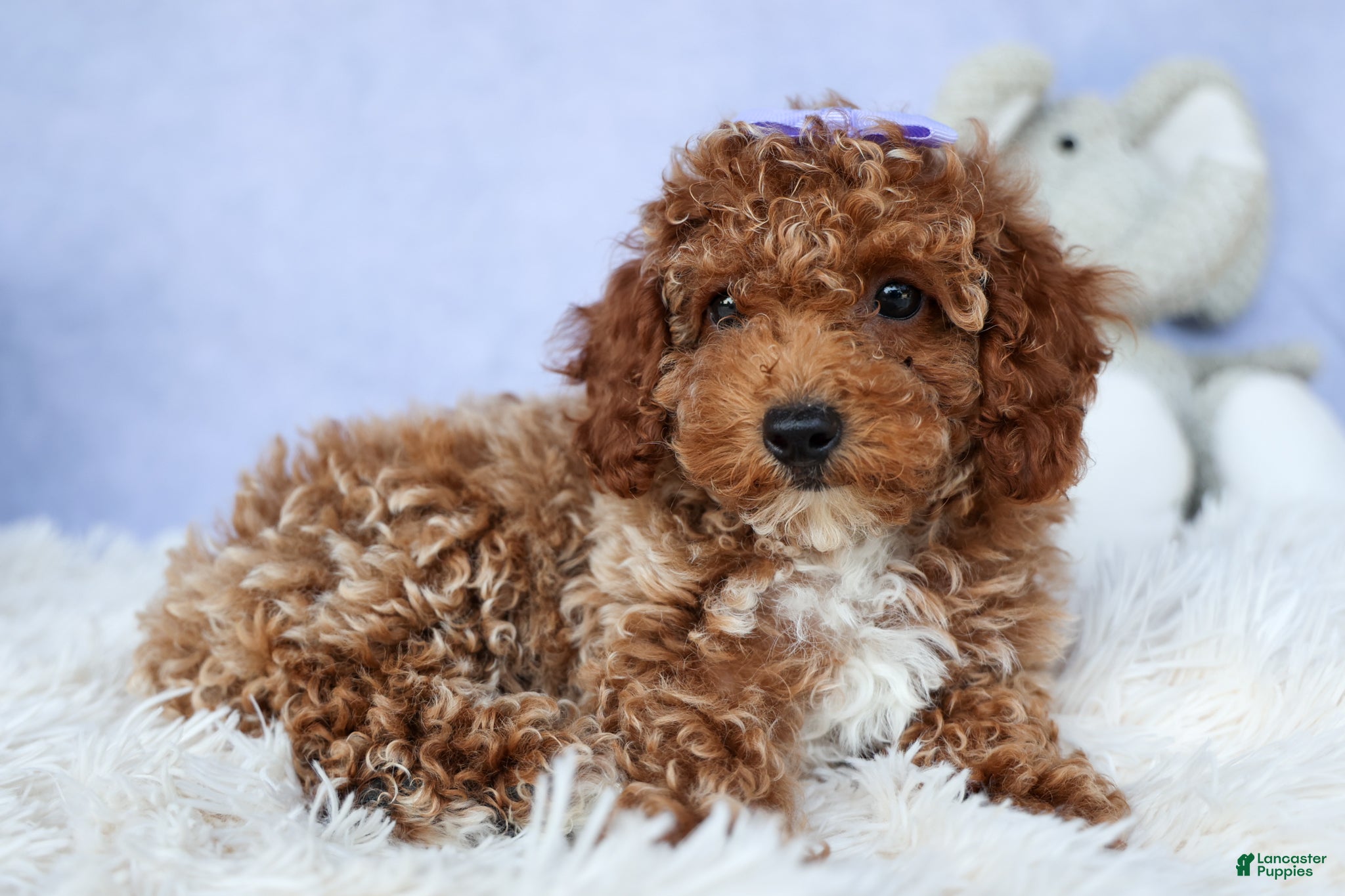 Miniature Poodle dogs WINNIE - Ad 2