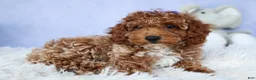 Miniature Poodle dogs for sale: WINNIE - Ad 2