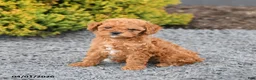 Miniature Poodle dogs for sale: Cassie   - Ad 5