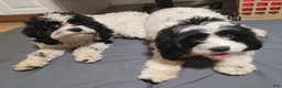 Cavapoo dogs for sale: Cavapoo 2 - Ad 4