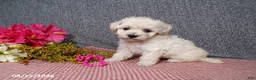 Bichpoo dogs for sale: Tami - Ad 5