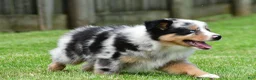 Australian Shepherd dogs for sale: Brent - Ad 5