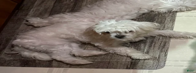 Penelope 