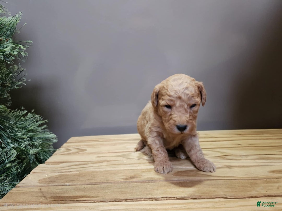 Mini Goldendoodle dogs for sale: Indy - Ad 16