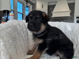 German Shepherd dogs German Shepherd Puppy 1 - Ad 11