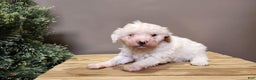 Mini Bernedoodle dogs for sale: Rudolph - Ad 9