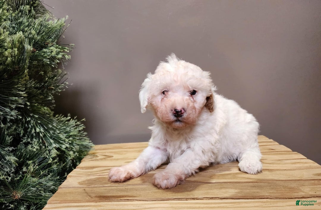 Mini Bernedoodle dogs for sale: Rudolph - Ad 9