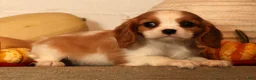 Cavalier King Charles Spaniel dogs for sale: Bree - Ad 5