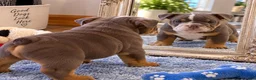 English Bulldog dogs for sale: Lilac - Ad 3