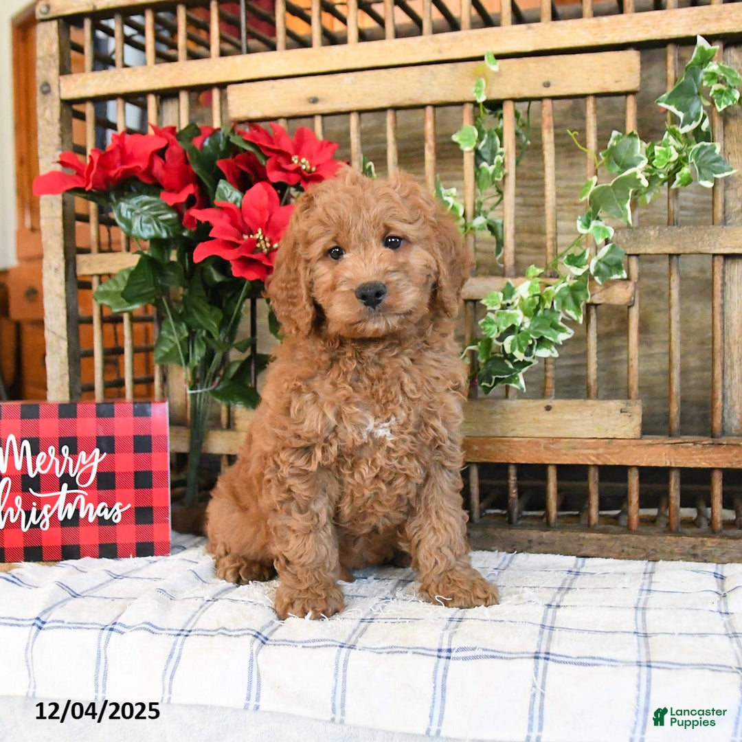 Mini Goldendoodle dogs for sale: Kody  - Ad 3