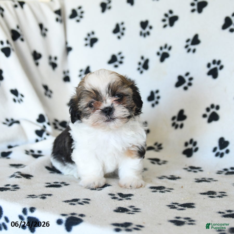 Shih Tzu dogs Klondike - Ad 1