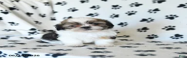 Klondike