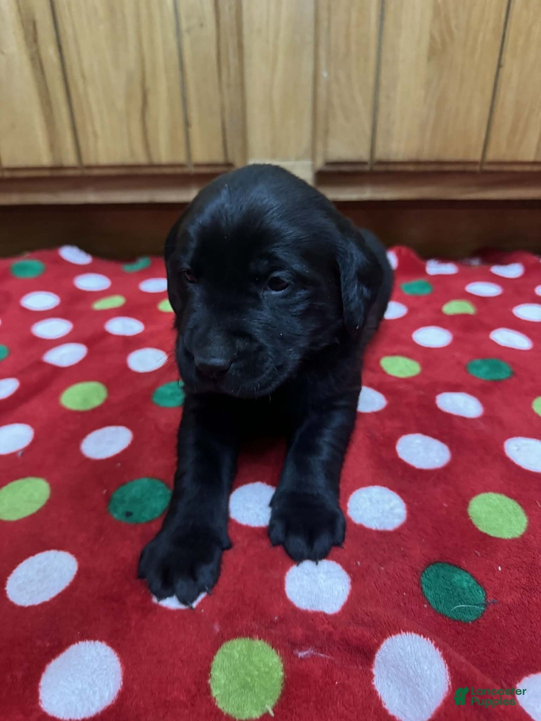 Labrador Retriever dogs for sale: Tulip - Ad 3
