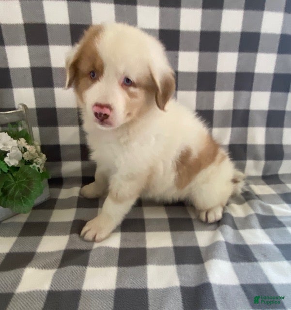Australian Shepherd dogs Sammy - Ad 1