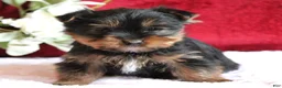 Yorkshire Terrier dogs for sale: Dalton - Ad 2