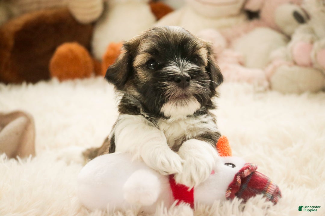 Havanese dogs for sale: Rambo - Ad 5