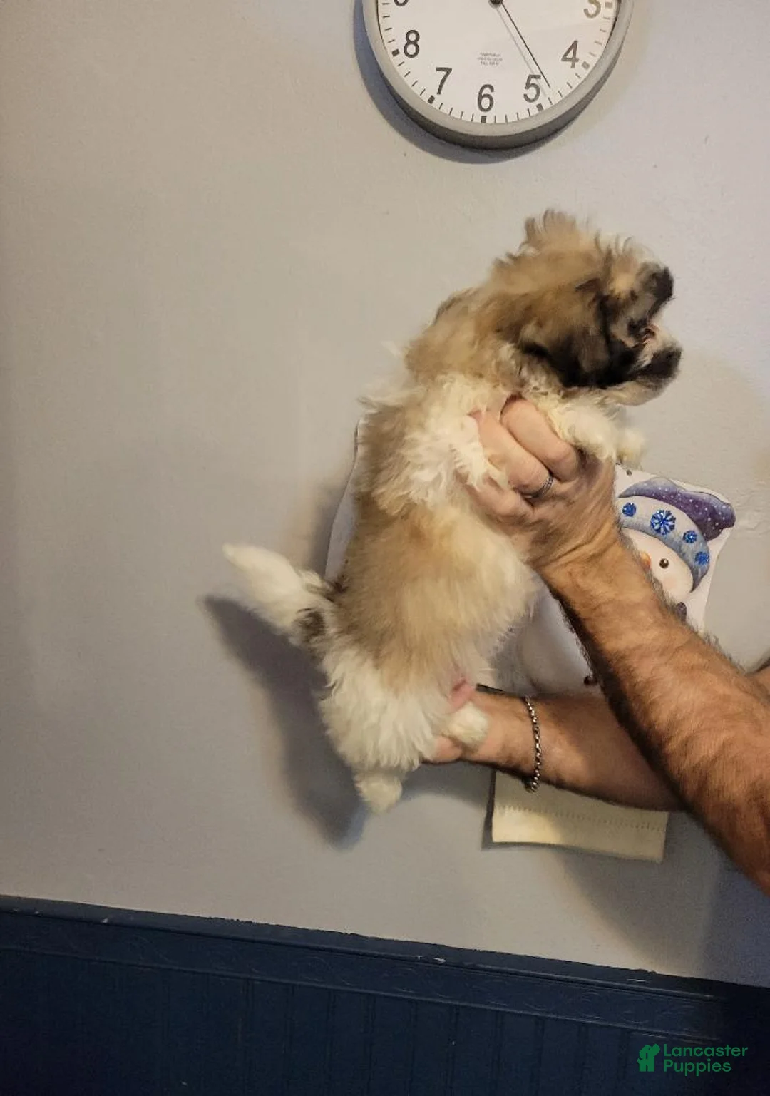 Teddy Bear dogs for sale: Teddy  - Ad 3