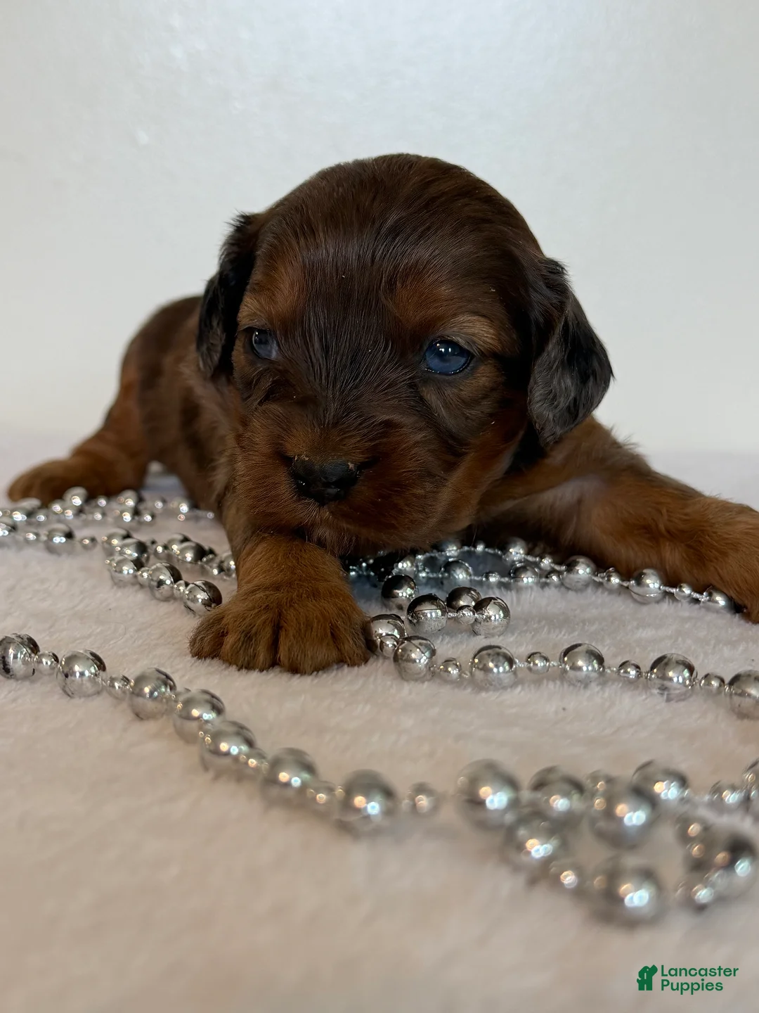 Cavapoo dogs for sale: Pizza Cavapoo  - Ad 2