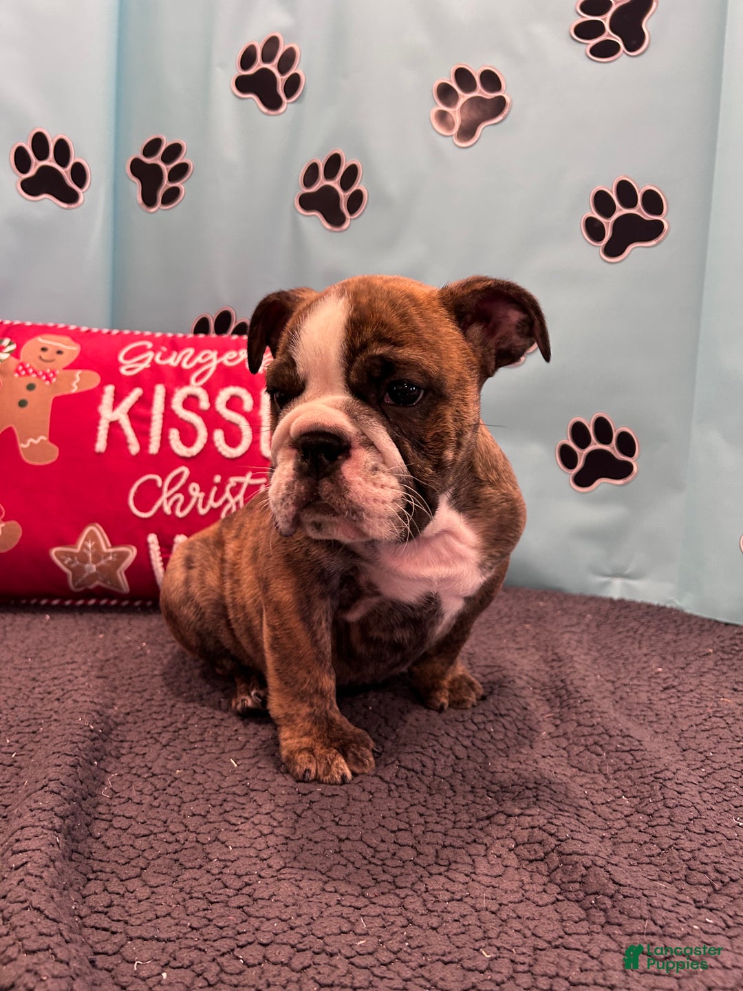 English Bulldog dogs for sale: SAWYER - Ad 13