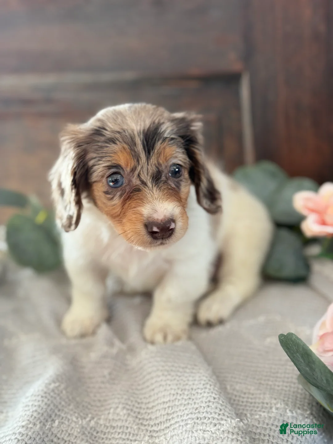 Miniature Dachshund dogs for sale: Mable - Ad 10