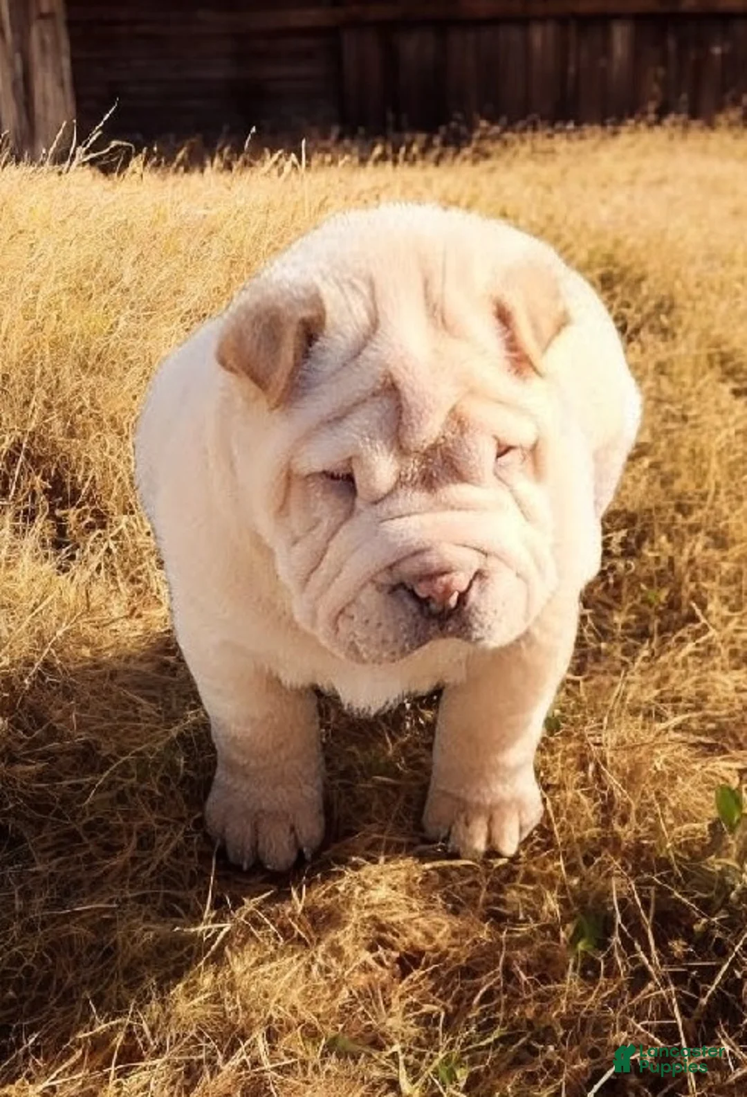 Shar Pei dogs for sale: Flurries mini  - Ad 20