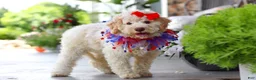 Lagotto Romagnolo dogs for sale: Kaylee - Ad 7