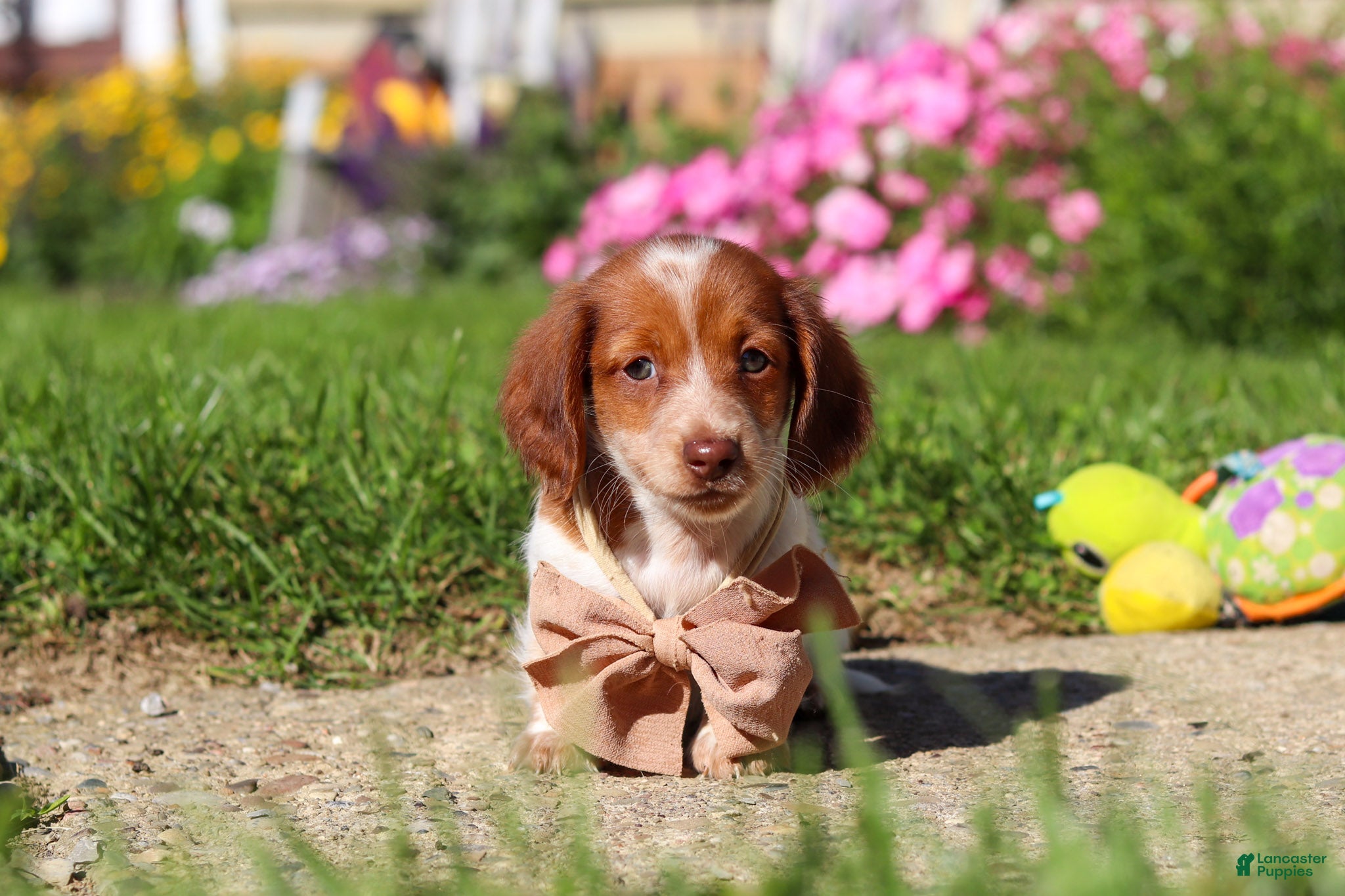 Dachshund dogs Maverick - Ad 1