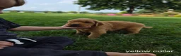 Golden Retriever dogs for sale: Finn (Yellow Collar) - Ad 4