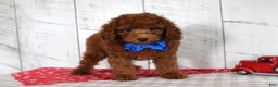 Mixed Breed dogs for sale: Flame - Ad 4