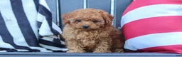 Cavapoo dogs for sale: Emily  - Ad 12