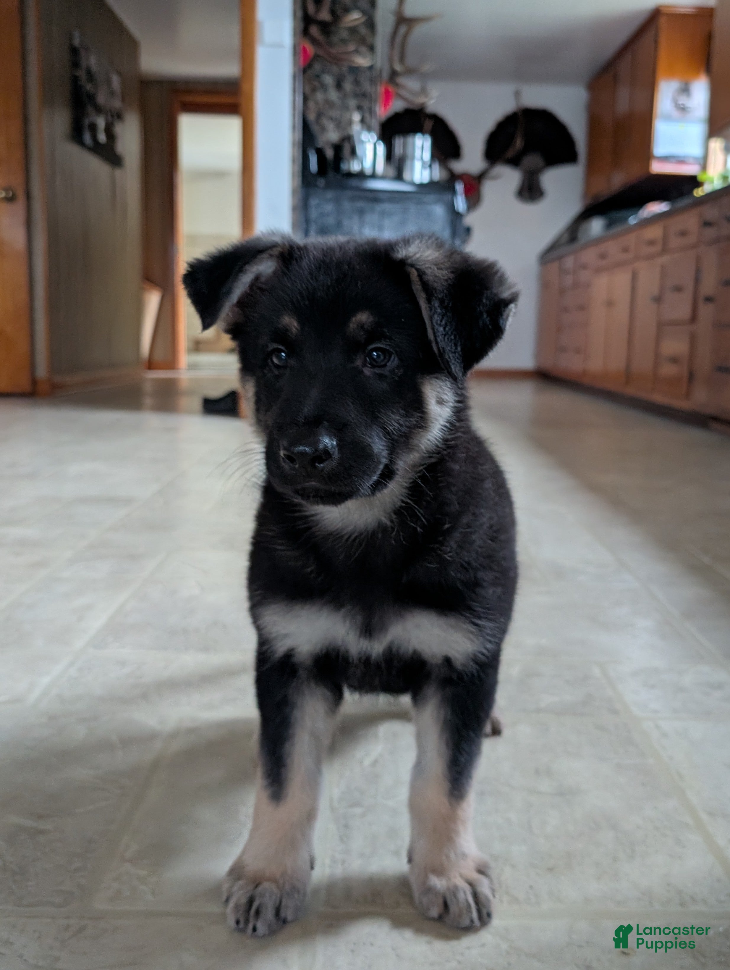 German Shepherd dogs Raina - Ad 2