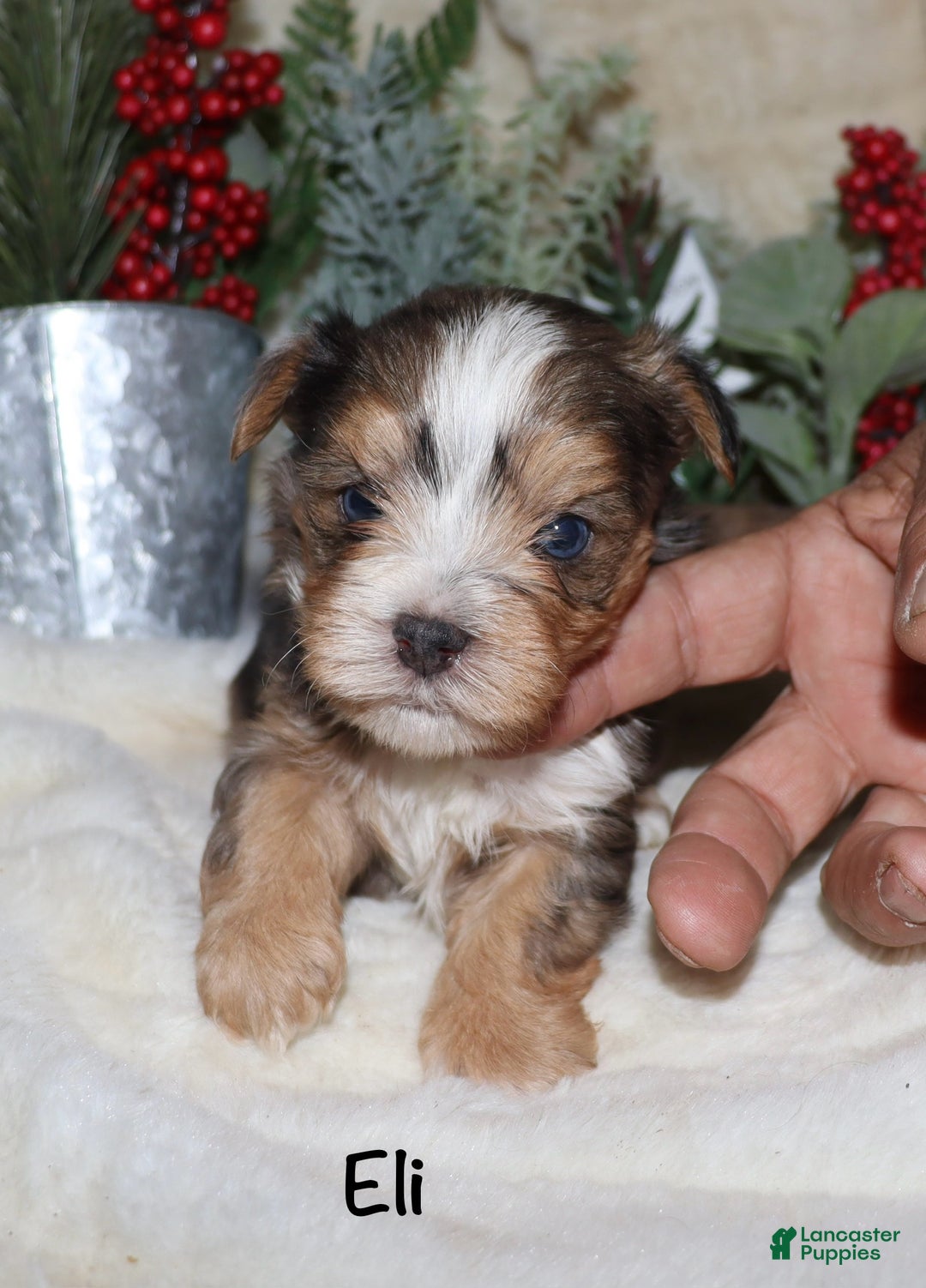 Yorkshire Terrier dogs for sale: Eli - blue merle - Ad 1